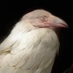 Sui Generis Madrid - XV Aniversario - El Otro Gótico - Imagen: White Raven by Betty Jiang 2019